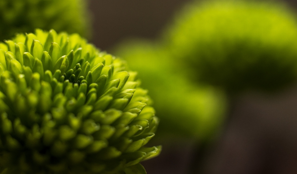 Nature grass blossom light