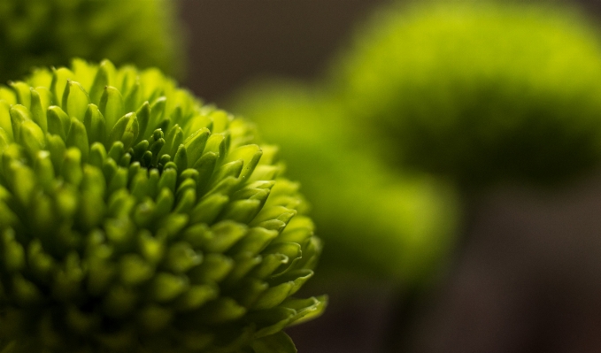 Nature grass blossom light Photo