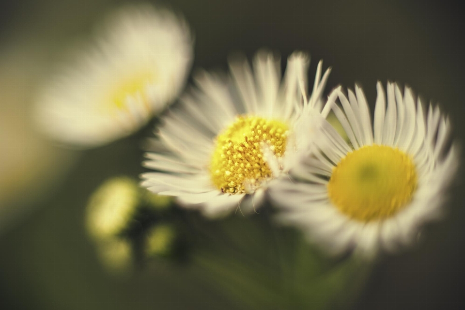 Natura fiore leggero pianta