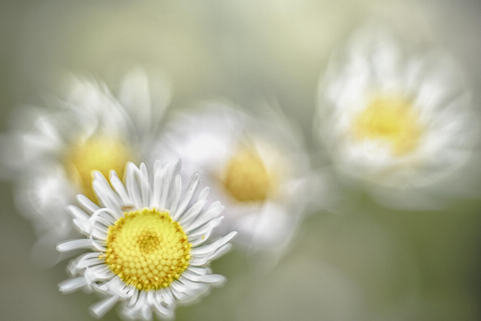 Natur blüte licht anlage