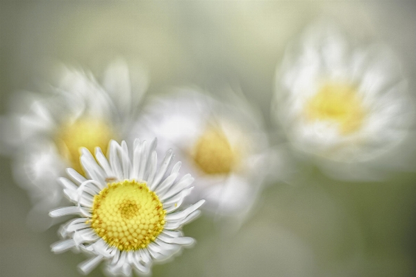 Nature blossom light plant Photo