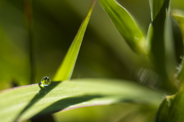 Nature grass branch dew Photo