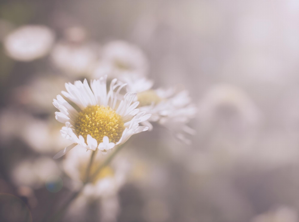 Natura ramo fiore leggero