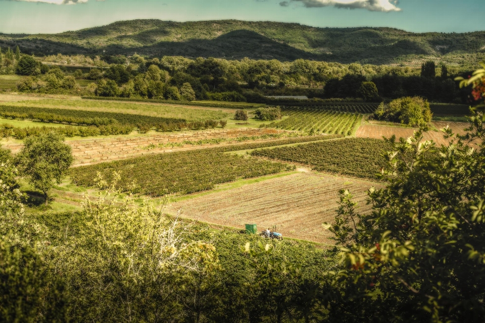 Landscape nature vineyard field