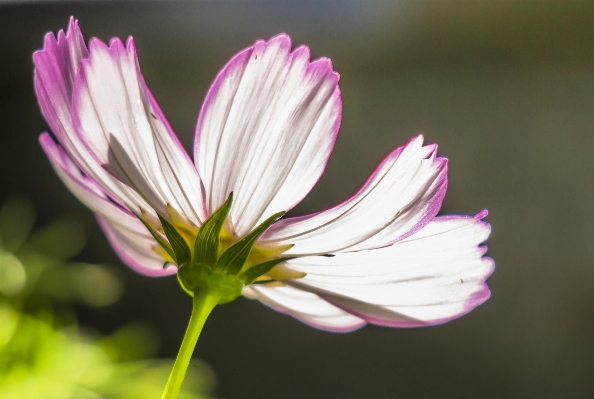 Nature blossom light plant Photo