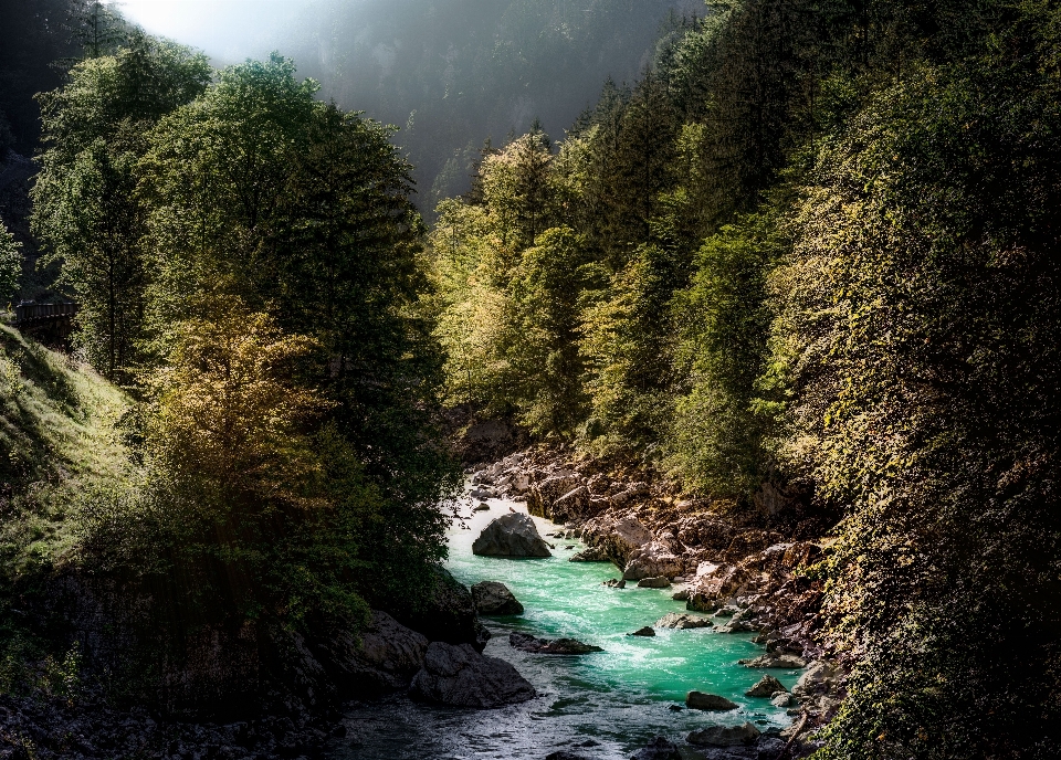 Landscape tree water nature