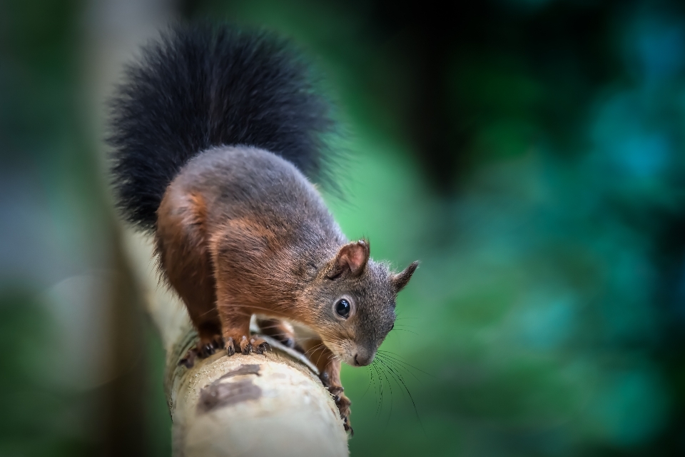 Nature outdoor bokeh animal