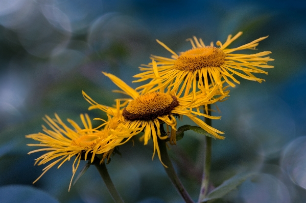 Nature outdoor bokeh plant Photo