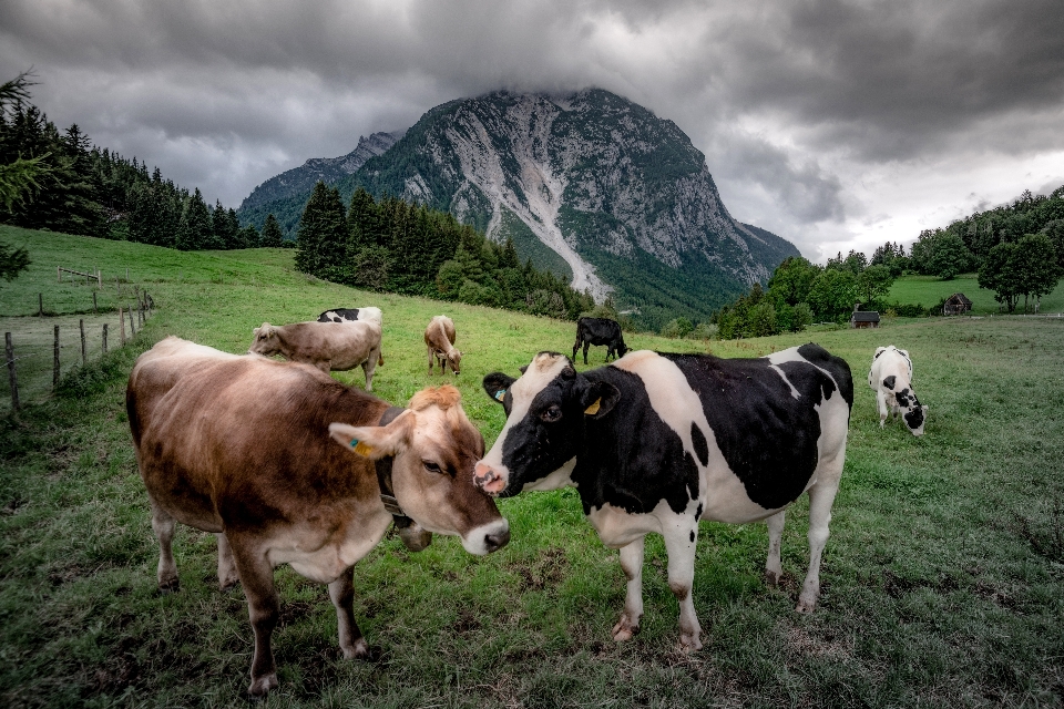 Paesaggio erba all'aperto montagna