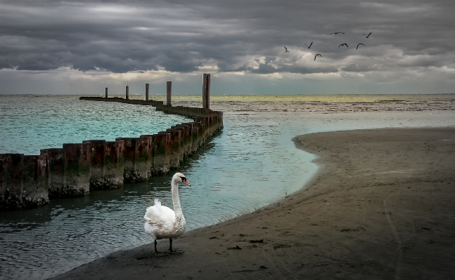 Beach sea coast water Photo