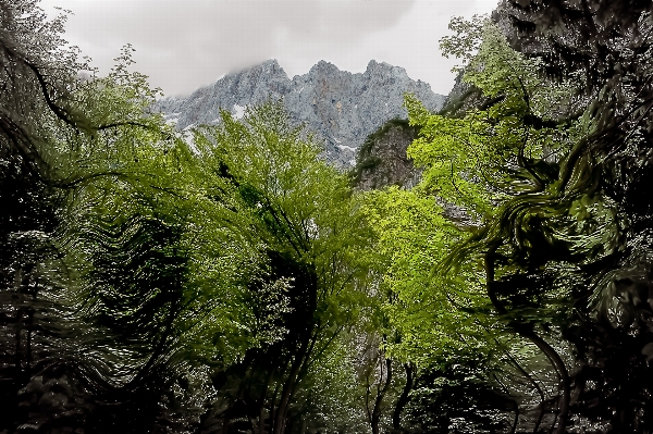 Landscape tree nature forest Photo