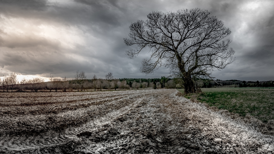 Landscape tree nature forest