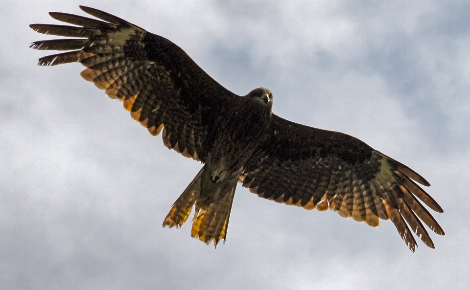 Draussen vogel flügel tier