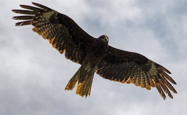 Photo Extérieur oiseau aile animal