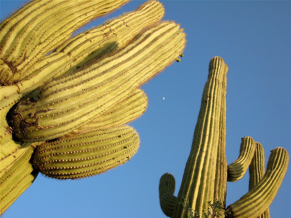 Cactus
 planta hoja flor