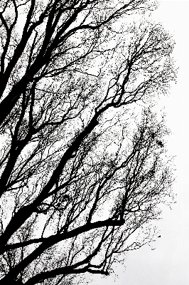 Tree branch winter black and white Photo