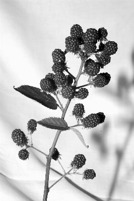 ブランチ 花 黒と白
 植物 写真