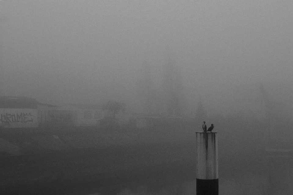 Vogel schwarz und weiß
 nebel morgen