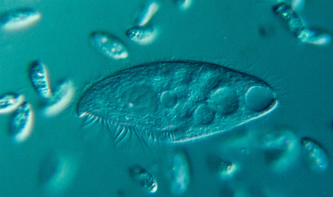 Foto Agua submarino verde biología