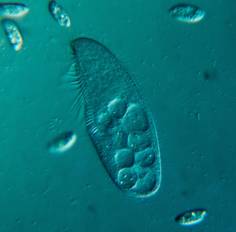 Mar oceano mergulhando embaixo da agua