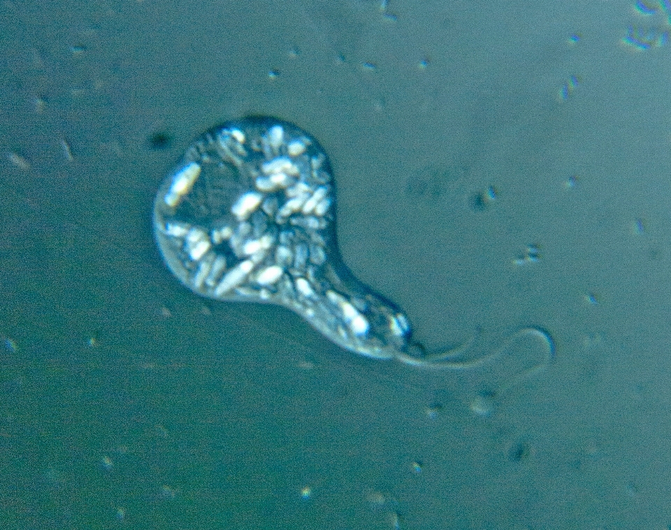 Water drop underwater biology