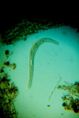 Underwater green biology fish Photo