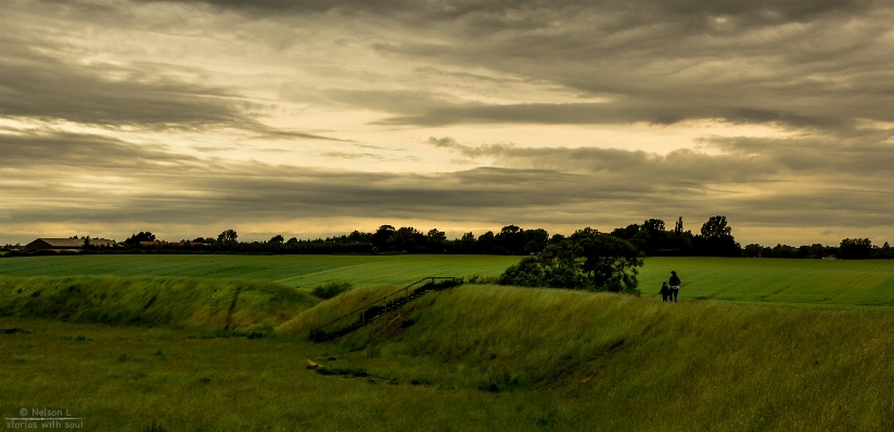 Photo Paysage arbre nature herbe