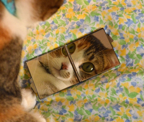 Reflection kitten cat textile Photo