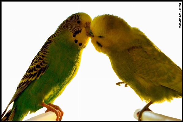 Bird wing white animal Photo