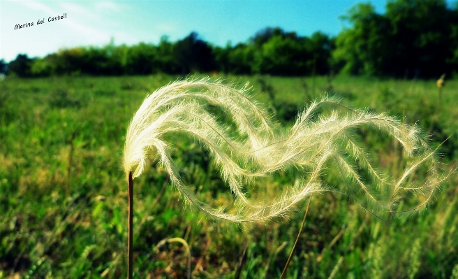 Tree nature forest grass Photo