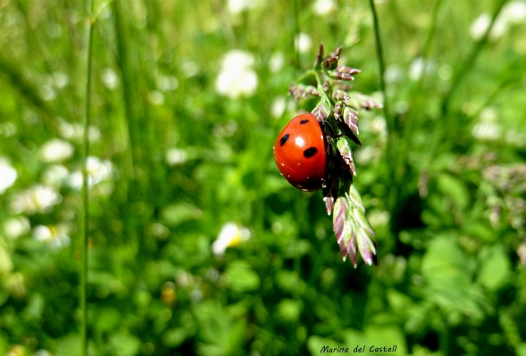 Nature grass plant lawn Photo