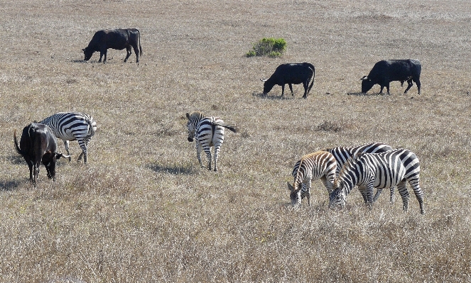 Prairie adventure wildlife herd Photo