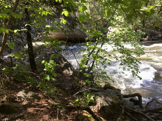 Tree forest rock waterfall Photo