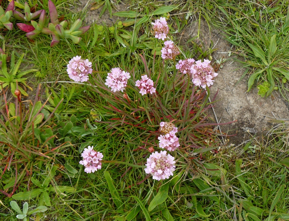 Pianta fiore erba produrre