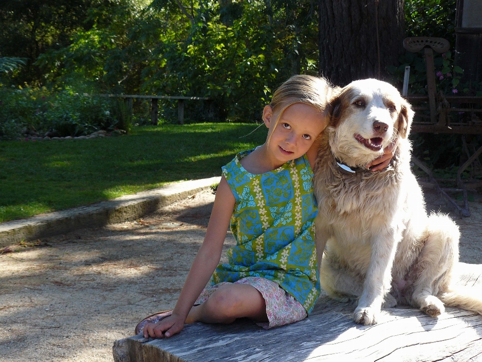 Hund säugetier kinder hunde