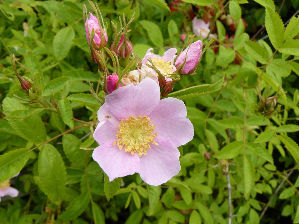 Naturaleza florecer planta flor