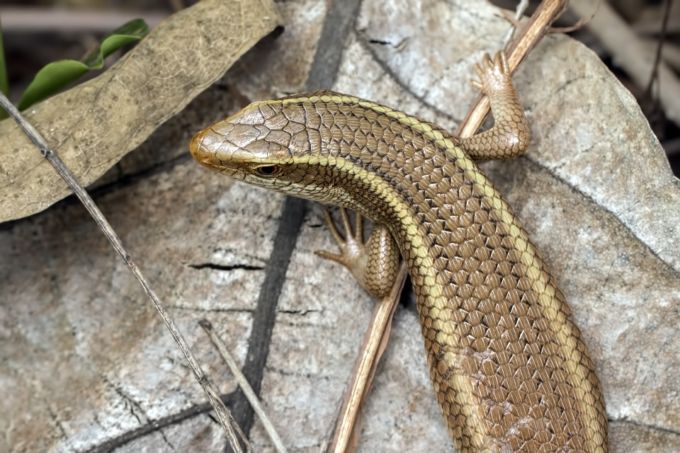 Faune reptile fauna lézard