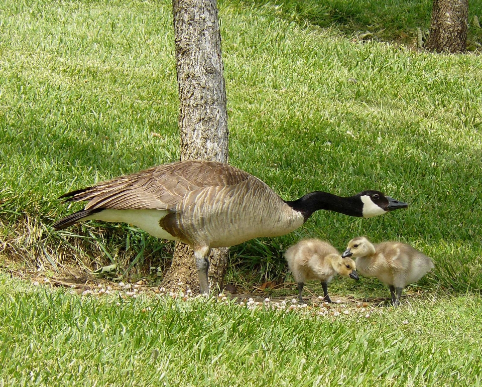 Gras vogel prärie
 tierwelt