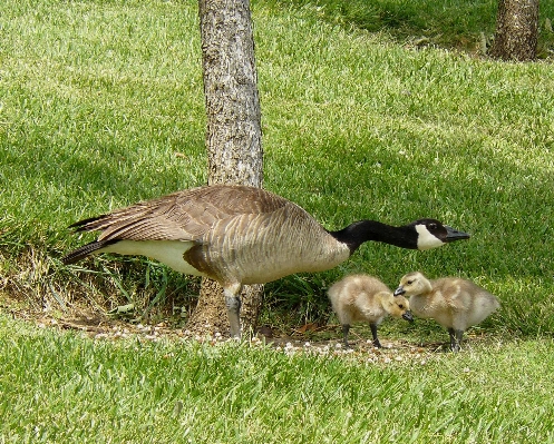 Grass bird prairie wildlife Photo