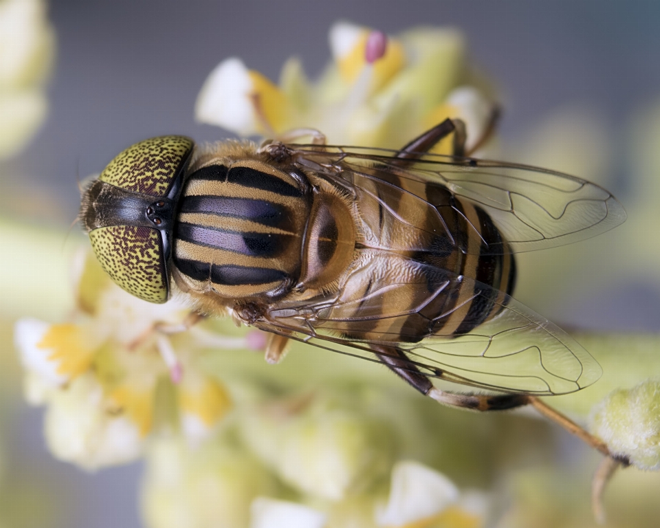 Natur fotografie blume fliege