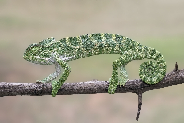 Foto Filial animais selvagens verde réptil