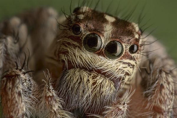 Fotografie weiblich tierwelt insekt Foto