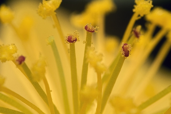 Natur blüte anlage fotografie Foto