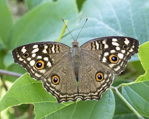 Flower insect moth butterfly Photo