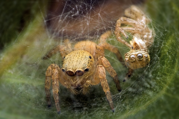 Natur fotografie tierwelt fauna Foto