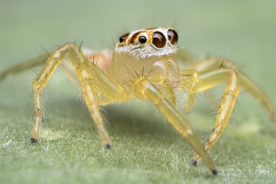 Fotografia fauna bezkręgowy ścieśniać
