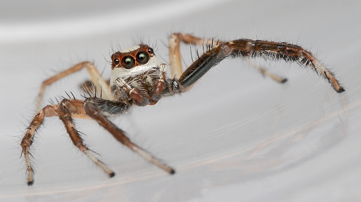 Photography fauna invertebrate close up Photo