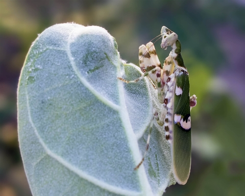 Natur anlage fotografie blatt Foto