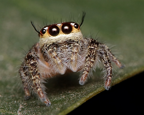 Photo La photographie faune insecte macro