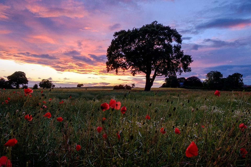 Costa albero natura erba